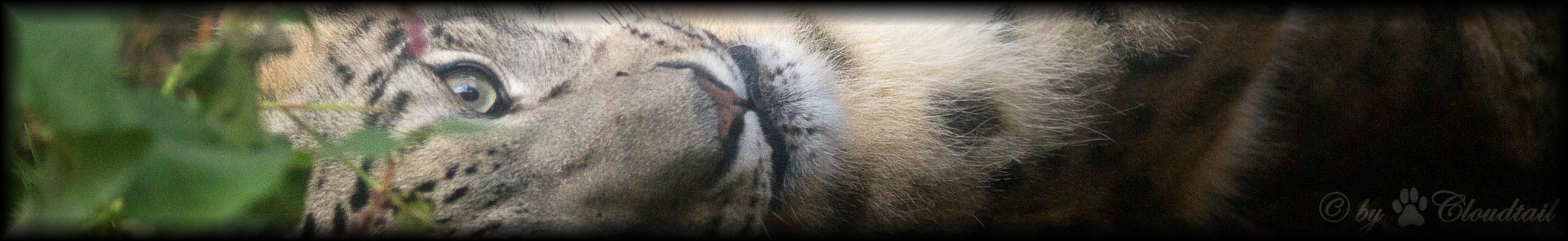 Assam rolling on the ground (Zoo Karlsruhe)
